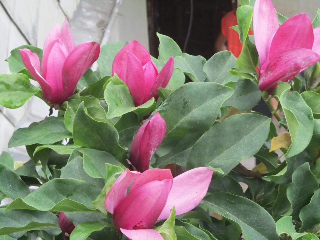 Suliko Guest House Batum Dış mekan fotoğraf